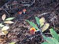 2005-11 WE Cevennes 083